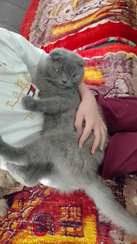 Zottor mushuk homilador Zottor mushuk homilador