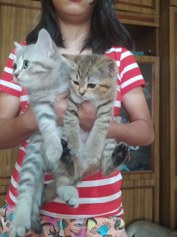 Шотландские скотиш Страйт котята. Шотландские скотиш Страйт котята.