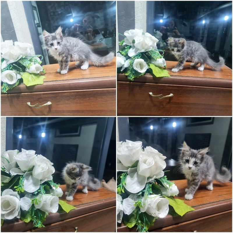 1 yarim oylik qiz mushukcha tekinga beriladi 1 yarim oylik qiz mushukcha tekinga beriladi