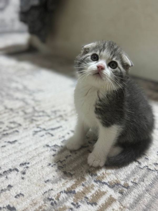 Котенок котята кошка Котенок котята кошка