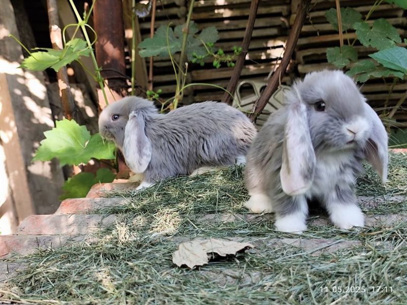 Продаю крольчат французский баран Продаю крольчат французский баран
