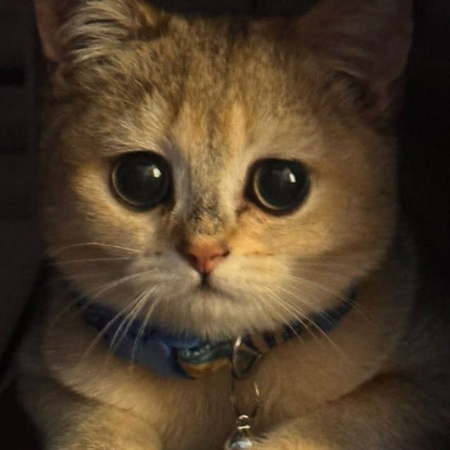 Кот Золотистый шиншилла Кот Золотистый шиншилла