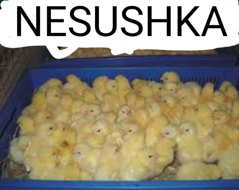 1 kunlik nesushka