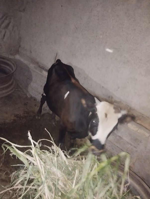 2kalasiniyam yeb ichishi zoʼr 2kalasiniyam yeb ichishi zoʼr