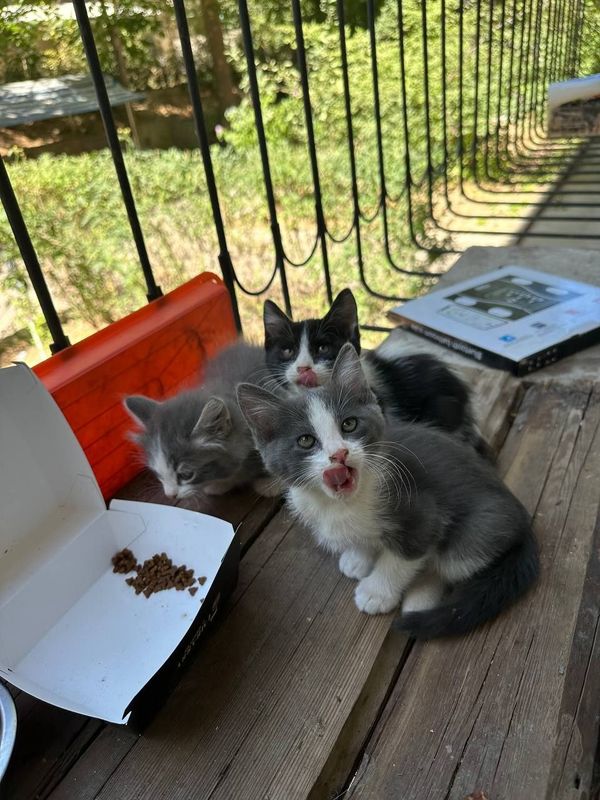 Отдам котят в добрые руки Отдам котят в добрые руки