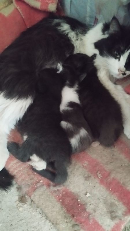 Котята отдам даром Котята отдам даром
