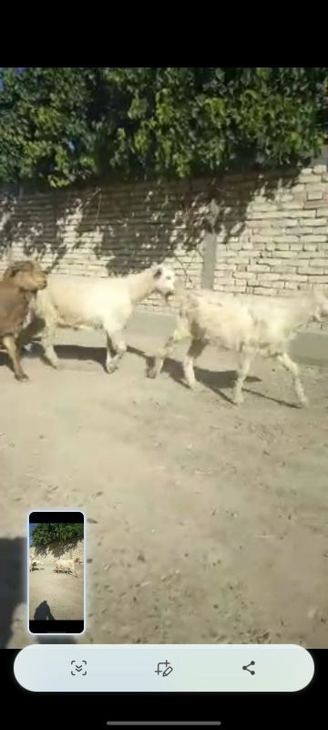 Echklilar sotiladi