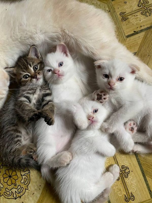 Продаются котята Продаются котята