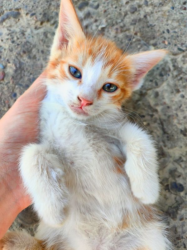Продаются домашние котята