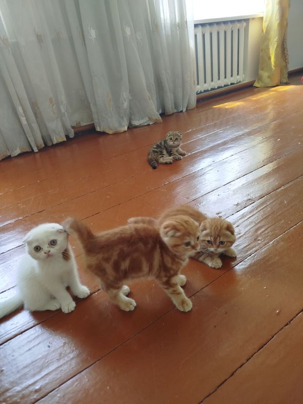 котёнки очень милые котёнки очень милые