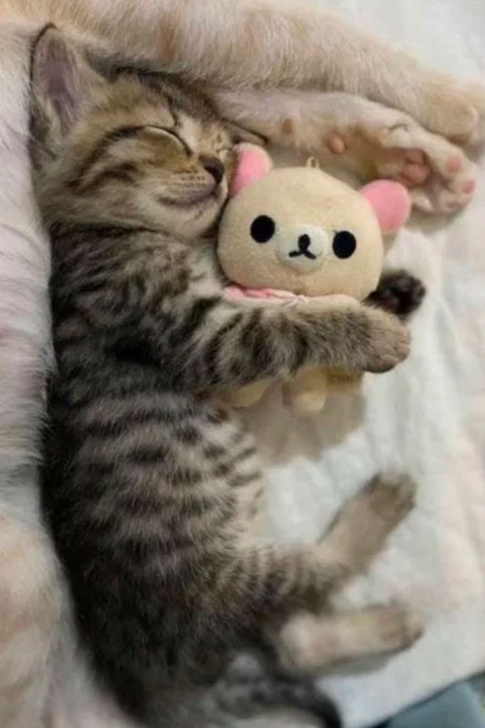 Британские котята Британские котята