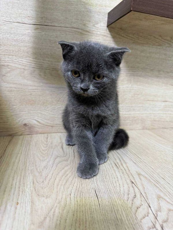 Британский короткошерстный