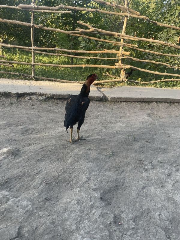 Dakan touq sotiladi