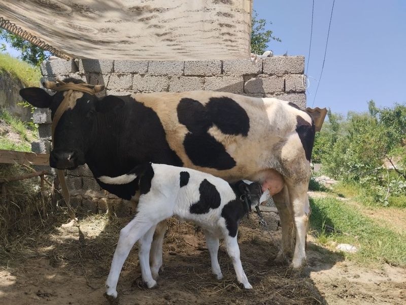 Suti yahshi sog'in sigir Suti yahshi sog'in sigir