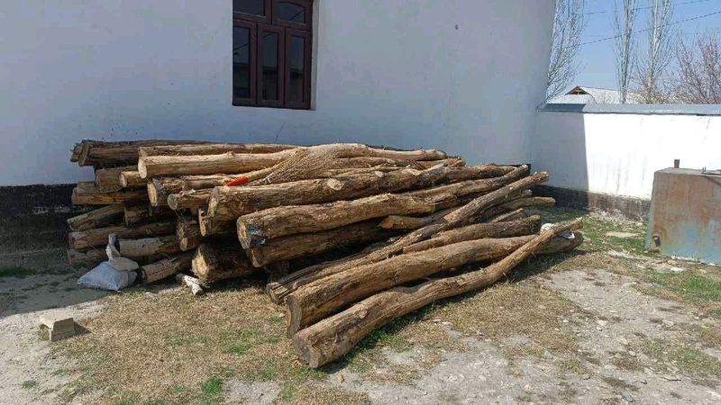 Терак ёғочлари сотилади Терак ёғочлари сотилади
