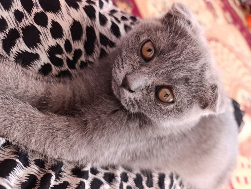 Продаётся котёнок Продаётся котёнок