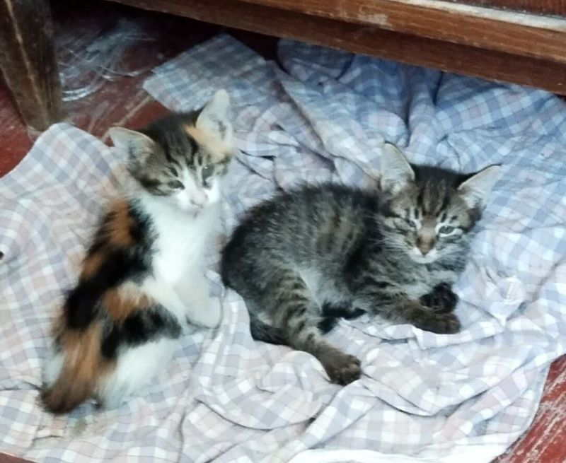 Котята ждут добрых людей