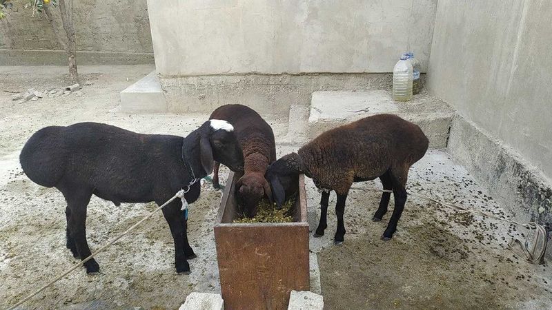 зотли кочкорлар сотилади