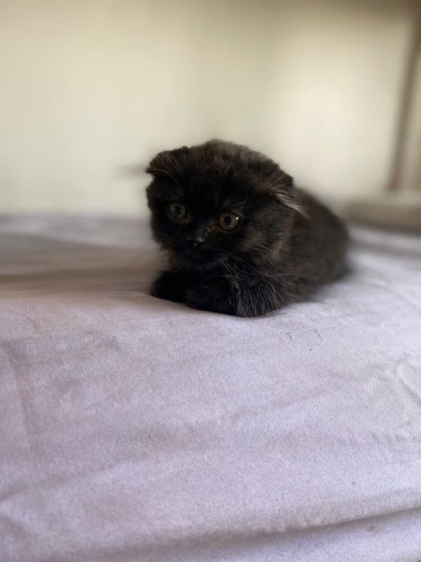 Зоти :Persian black sotiladi.