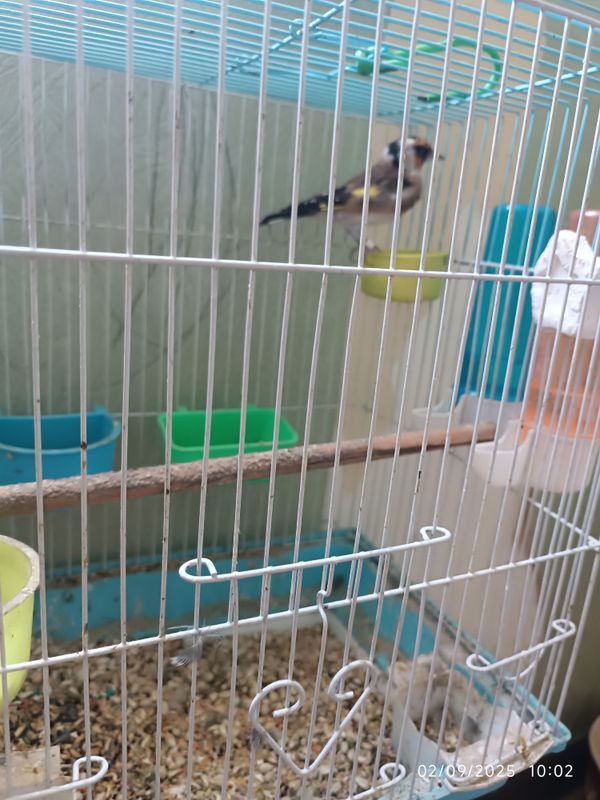 Kanereyka sayraydi juda chiroyli Kanereyka sayraydi juda chiroyli