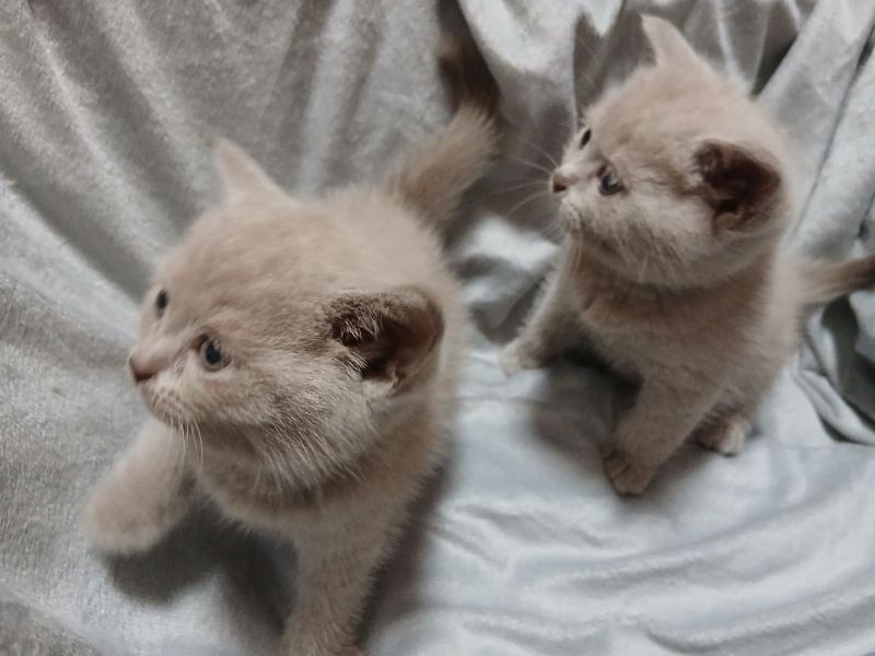 Продажа: котята британские Продажа: котята британские