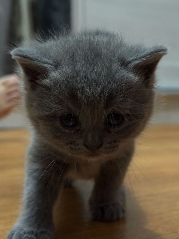Продаю котенка скотиш , ей месяц. Продаю котенка скотиш , ей месяц.