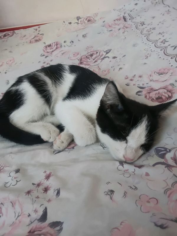 Toza zotli mushuk sotiladi