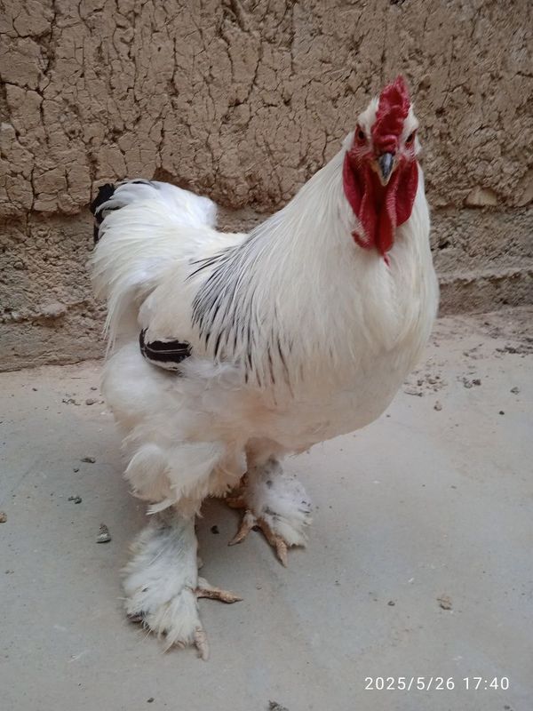4 ta brama tovuq xorozlar sotiladi 1yosh tuhumda 4 ta brama tovuq xorozlar sotiladi 1yosh tuhumda
