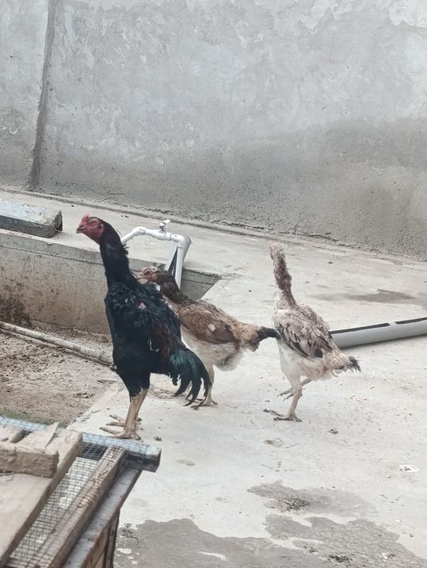 Dakanlar sotiladi Dakanlar sotiladi