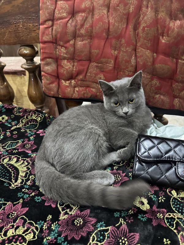 Пародистая кошка Пародистая кошка