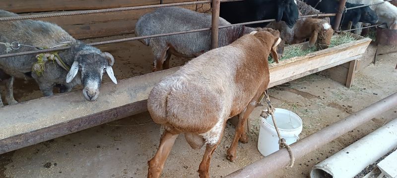 Qoʻchqorlar sotiladi Qoʻchqorlar sotiladi