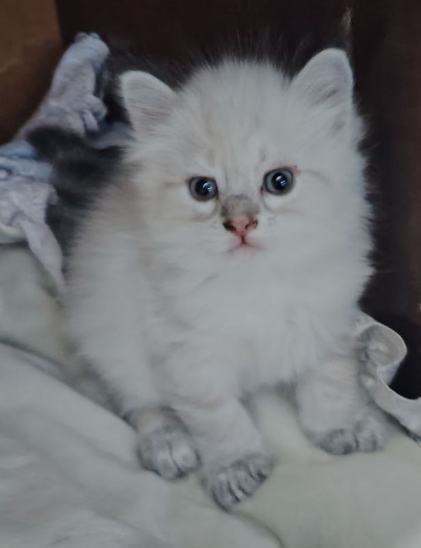 Пародистые котята 4 шт Пародистые котята 4 шт