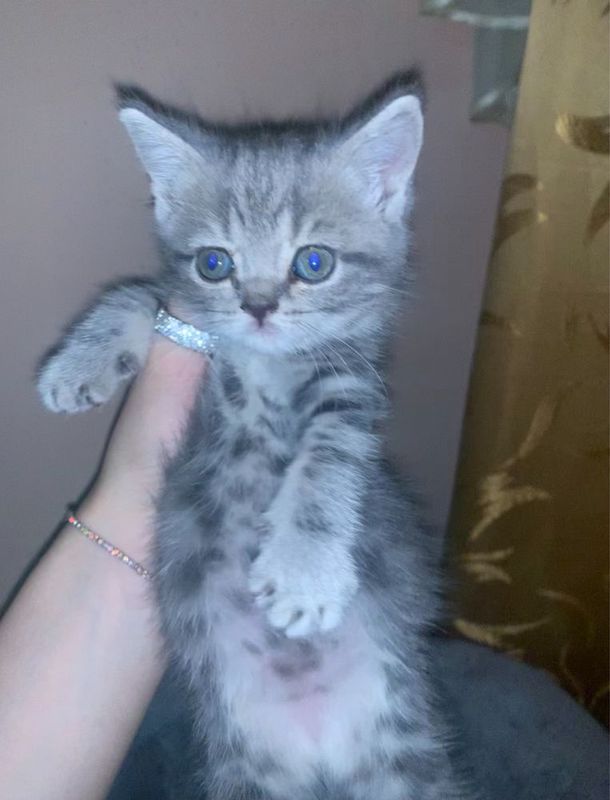 скотиш страят серый кизча зоти тоза 100% скотиш страят серый кизча зоти тоза 100%