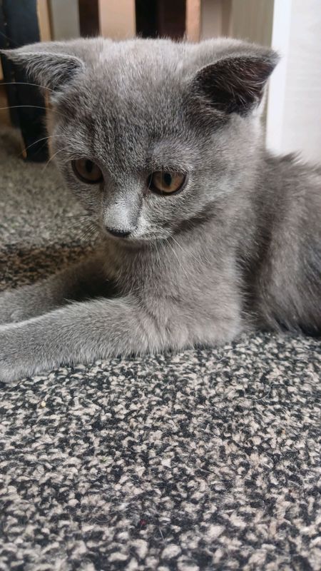 sotiladi 2 oyli mushuk uy mushugi oladigala bosa sotiladi 2 oyli mushuk uy mushugi oladigala bosa