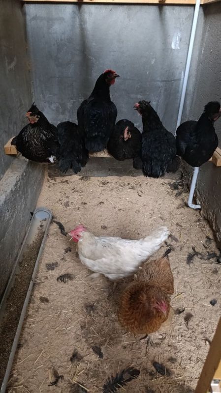 Продаются домашние куры несушки.