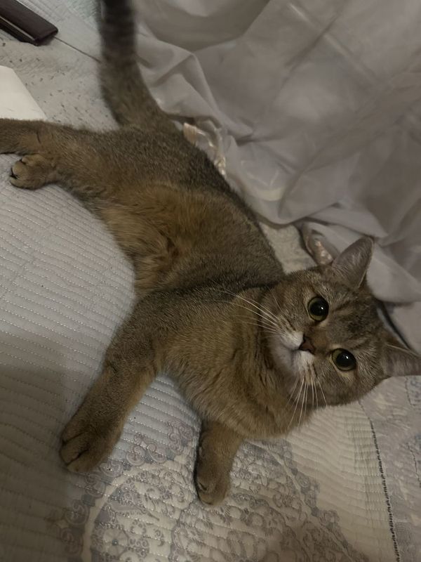 Britanskiy shinshilla Britanskiy shinshilla