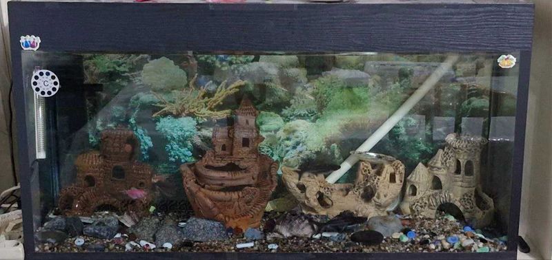 Аквариум сотилади - Akvarium sotiladi