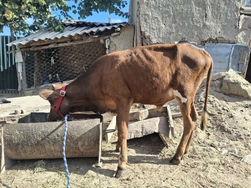 Buqacha sotiladi yaxshi Buqacha sotiladi yaxshi