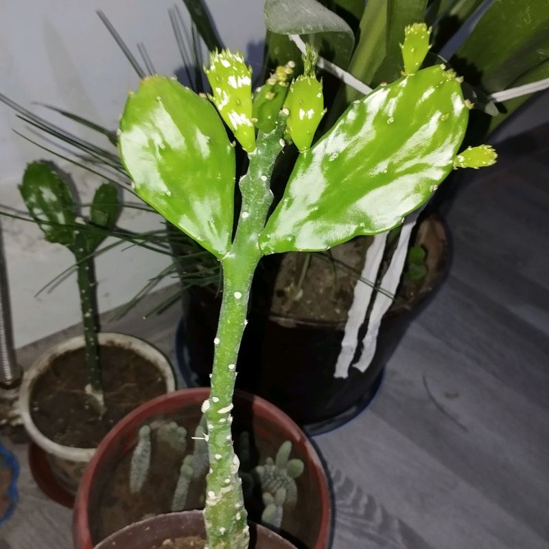 kaktus lar kaktus lar