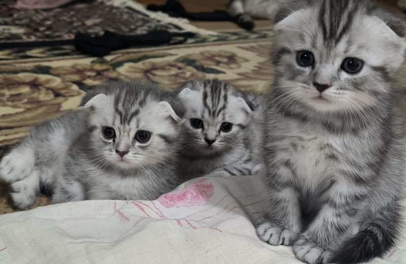 Вислоухая котята Вислоухая котята