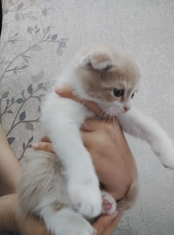 Шотландский вислоухий и прямоухи