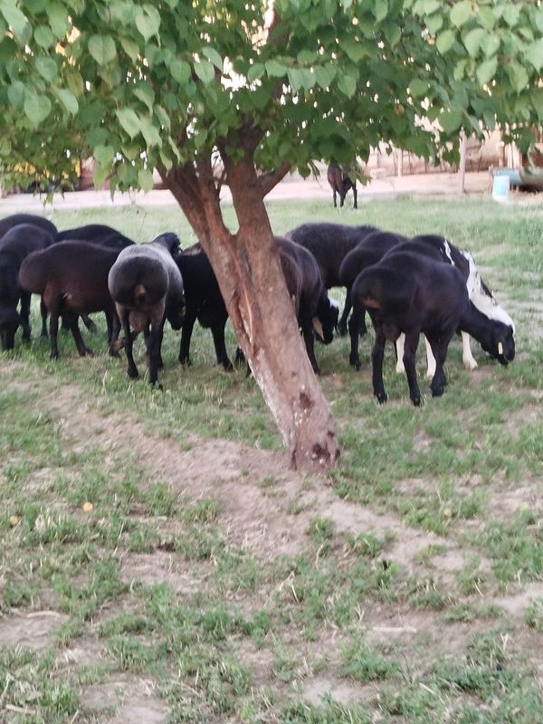 Qurbonlik uchun qo'chqorlar bor Qurbonlik uchun qo'chqorlar bor