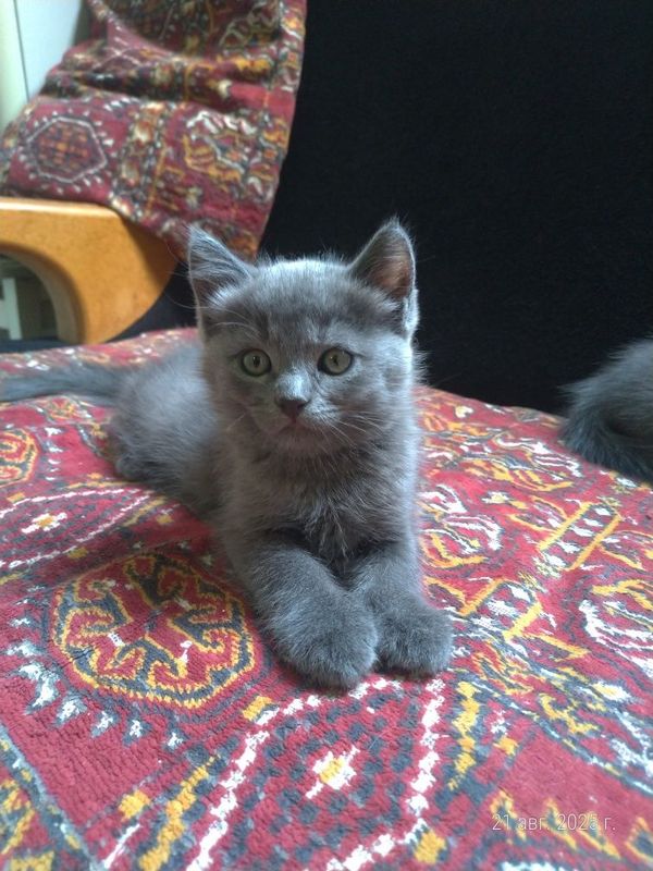 Продаются котята Продаются котята