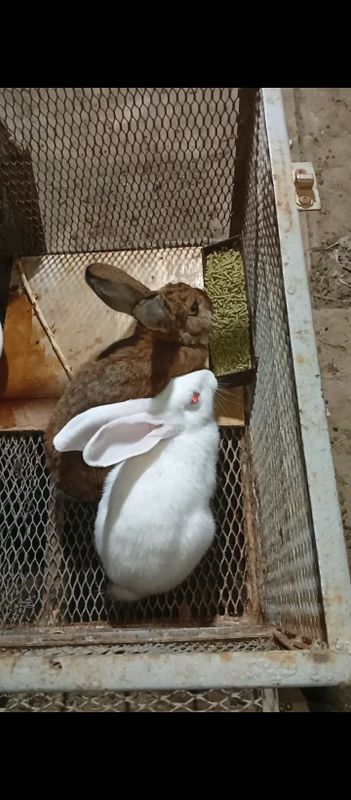 Assalomu alaykum quyon va nerazlushka toti sotiladi