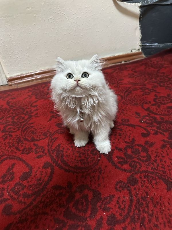 Сибириской шиншила 2 мес девочка Сибириской шиншила 2 мес девочка