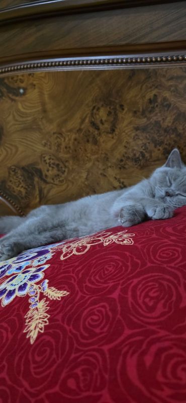 Отдам котёнка даром Отдам котёнка даром