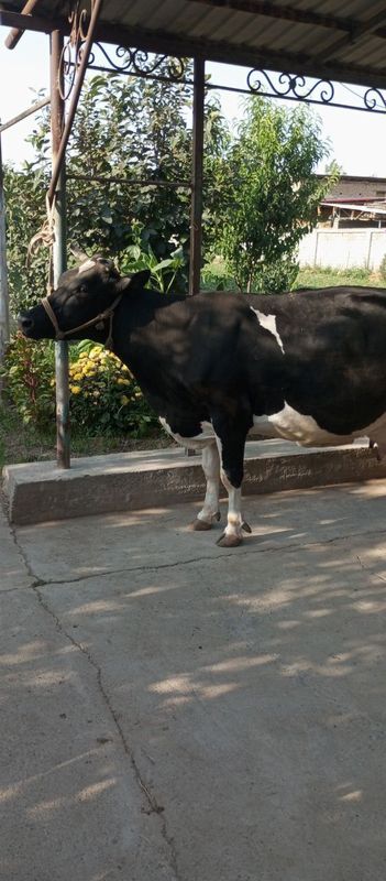 Sigir sotiladi bugoz Sigir sotiladi bugoz