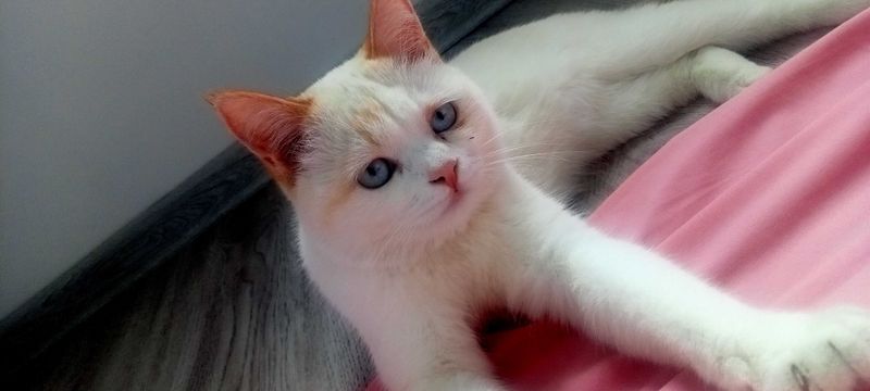 Ак пышык бар. 3 баласы менен беремен.