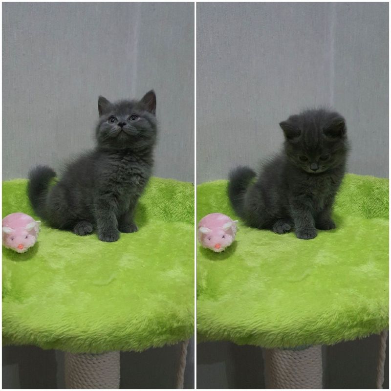 Скотиш страйт девочка Скотиш страйт девочка