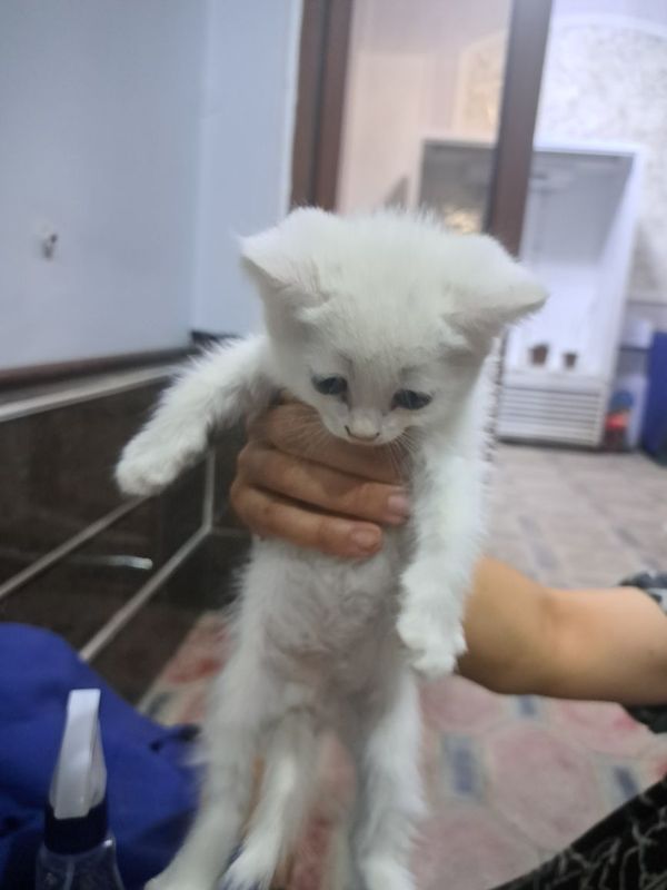 Кошки британская Кошки британская